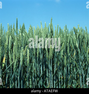 Coltivazione di grano in verde Orecchio acerbo contro un chiaro Cielo di estate blu Foto Stock