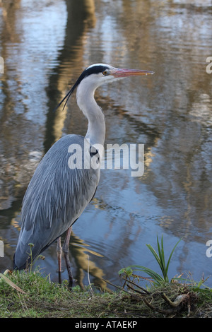 Airone cenerino al Riverside Foto Stock