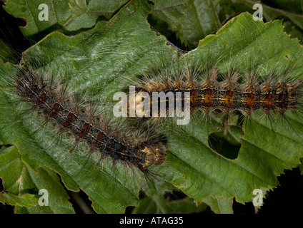 I bruchi del dado albero tussock su foglie di Carpino Foto Stock