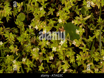 Nuova Zelanda Pigmyweed altamente invasiva non native di piante acquatiche in UK. Crassula helmsii Foto Stock