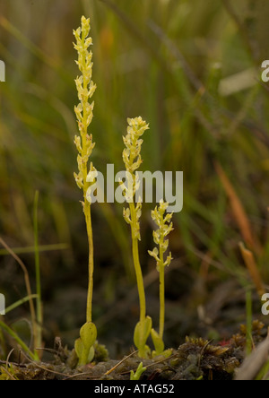 Bog orchid in una torbiera. Pianta rara in tutta Europa Foto Stock