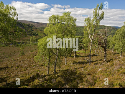 Vecchia betulla pelosa al bordo superiore della foresta Rothiemurchus estate Cairngorms. Betula pubescens Foto Stock