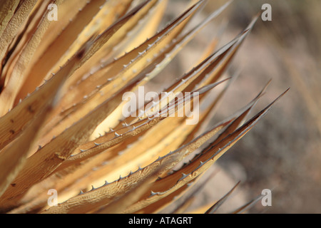 Foglie spinose dello Utah pianta di agave AGAVE UTAHENSIS anche chiamato KAIBAB secolo vicino impianto di ZOROASTER CANYON lavare da chiare CREEK T.R.A. Foto Stock