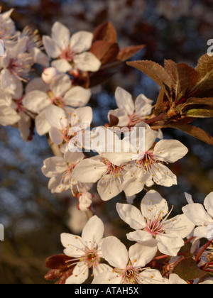 Cherry Plum (prunus cerasifera) Foto Stock