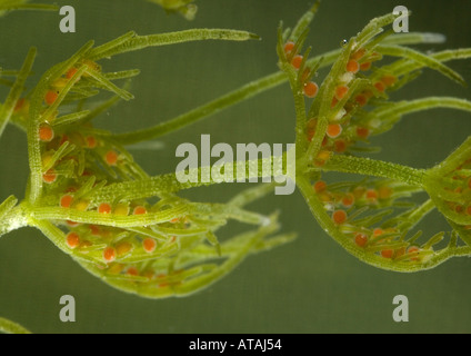 Comune (stonewort Chara vulgaris) mostra red antheridia, close-up Foto Stock
