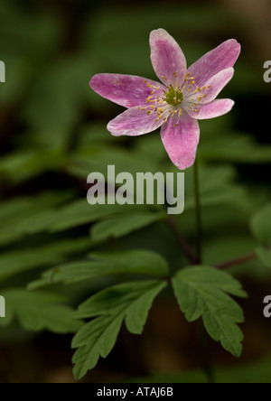 Anemoni di legno in fiore. bella forma rosa. Anemone nemorosa , Foto Stock