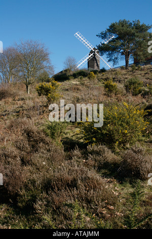 Reigate Heath Windmill Reigate Surrey con Ulex Europaeus in primo piano Foto Stock