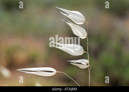 Inverno Wild Oat, Avena sterilis Foto Stock