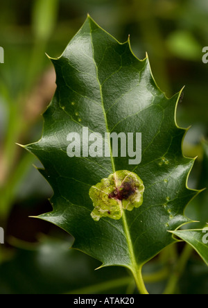 Leaf miner fiele su holly foglia, Phytomyza ilicis Foto Stock