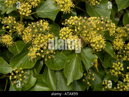 Ivy in fiore, un magnete per gli insetti. Hedera helix Foto Stock