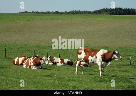 La Montbéliarde cow in Francia la denominazione AOC regole è l'unico fornitore del latte da cui Comté il formaggio è prodotto Foto Stock