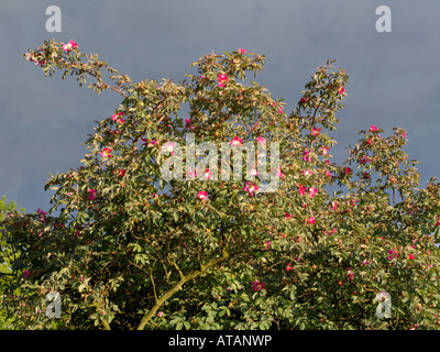 Redleaf rosa (rosa glauca) Foto Stock