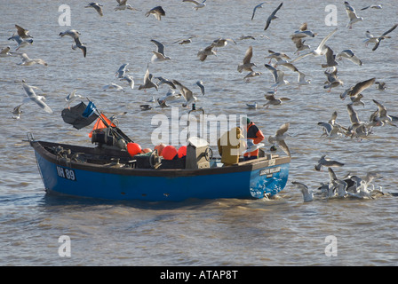 I pescatori sulla barca da pesca circondato dai gabbiani, Suffolk, Inghilterra Foto Stock