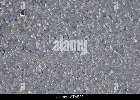 Alta Marea roost gregge di nodo Calidris canutus e un unico oystercatcher Foto Stock