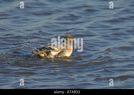 Comune di teal Anas crecca maschio adulto o di balneazione drake Norfolk Inghilterra UK Novembre 2005 Foto Stock