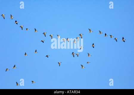 Pink footed oche Anser brachyrhynchus battenti in sciolto V formazione Norfolk Inghilterra UK Novembre Foto Stock