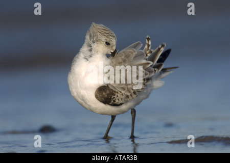 Sanderling Calidris alba invernale preening adulti sulla linea di marea Norfolk Inghilterra UK Novembre Foto Stock