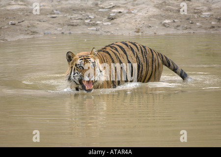 Tigre del Bengala Panthera tigris maschio adulto nel foro per l'acqua ringhiando Bandhavgarh National Park in Madhya Pradesh India Marzo 2005 Foto Stock