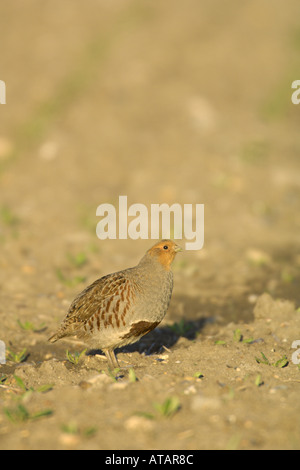 La starna Perdix perdix molla maschio nel settore dei seminativi Hertfordshire Inghilterra UK Aprile 2005 Foto Stock