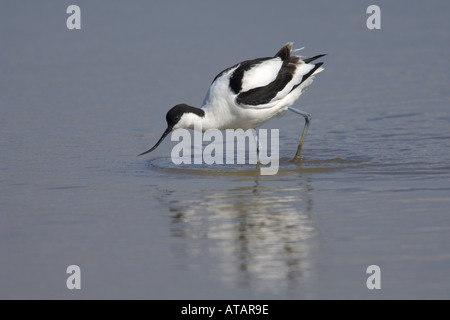 Avocetta Recurvirostra avosetta adulto Alimentazione nella laguna salmastra a Norfolk England Regno Unito Maggio 2005 Foto Stock