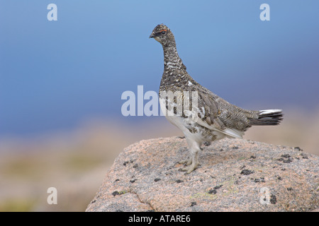 Pernice bianca Lagopus mutus maschio adulto in estate piumaggio Cairngorms National Park Scozia Giugno 2005 Foto Stock