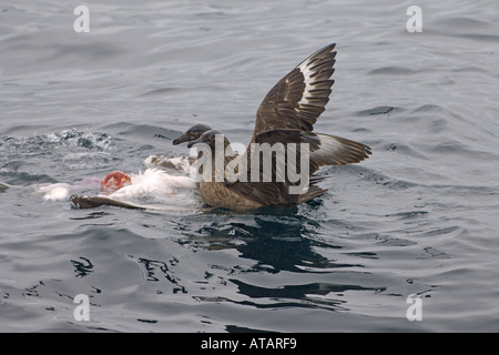 Grande stercorari o bonxies Catharacta skua alimentare sulla carcassa del recentemente ucciso adulto gannett Foto Stock