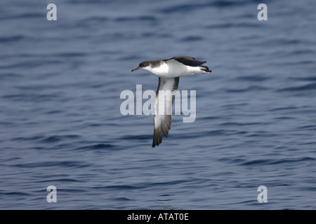 Manx shearwater Puffinus puffinus adulto in volo vicino all Isola di Skye in Scozia Giugno 2005 Foto Stock