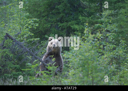 Unione orso bruno Ursus arctos femmina adulta nella taiga forest Martinselkonen Suomussalmi Finlandia Luglio 2005 Foto Stock