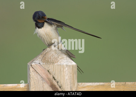 Barn swallow Hirundo rustica adulto preening Suffolk Inghilterra UK Luglio 2005 Foto Stock