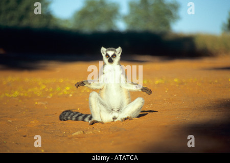 Anello di giovani tailed Lemur ensoleillement a riserva Berenty Madagascar Foto Stock