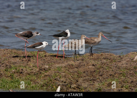 Gruppo di Black tailed godwits con Nero palafitte alato Foto Stock