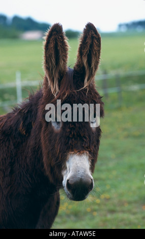 Poitou Maurizio asino Foto Stock