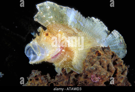 Schaukelfisch pesci foglia Taenianotus triacanthus Indonesien Sulawesi Wakatobi. Isola Tukangbesi im Atoll Foto Stock