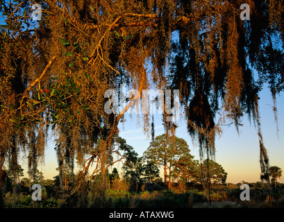 Alberi di pino al tramonto Oscar Scherer stato Parco Florida Dicembre 1998 Foto Stock