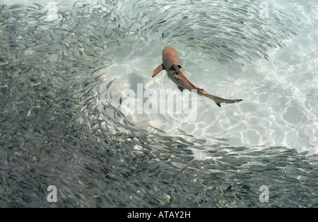 Con punta nera Shark Reef ( Carcharhinus melanopterus ) Caccia secca di pesce , Maldive, Oceano Indiano Foto Stock