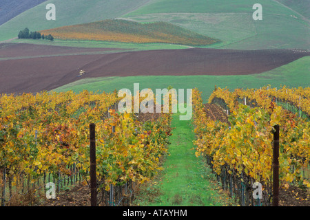 Colline e vigneti in autunno Cambria Cantina vicino a Santa Maria di Santa Barbara County in California Foto Stock