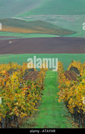 Colline e vigneti in autunno Cambria Cantina vicino a Santa Maria di Santa Barbara County in California Foto Stock