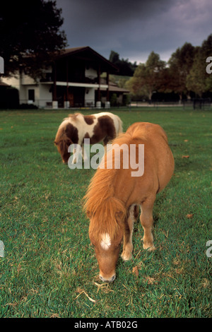 Cavalli in miniatura a Quicksilver Ranch Los Olivos Santa Barbara County in California Foto Stock