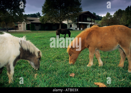 Cavalli in miniatura a Quicksilver Ranch Los Olivos Santa Barbara County in California Foto Stock