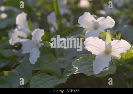 Trillium grandiflorum large white trillium fiori ai primi di maggio nel centro di Upstate New York Foto Stock