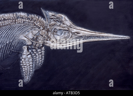 Ichthyosaur, un rettile marino noto come un 'pesce-lizard' che vivevano in oceani nel Mesozoico Foto Stock