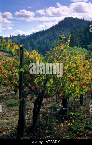 Vigneti in autunno Maple Creek Winery Yorkville Mendocino County in California Foto Stock