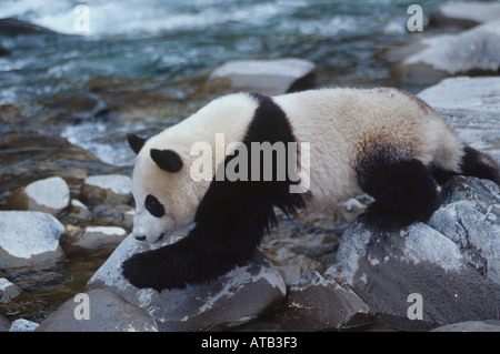 Panda gigante camminando accanto al fiume Cina Foto Stock