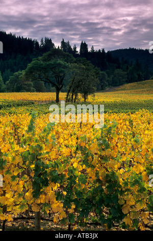 Goldeneye vigneti nel cadere vicino Philo Anderson Valley Mendocino County in California Foto Stock