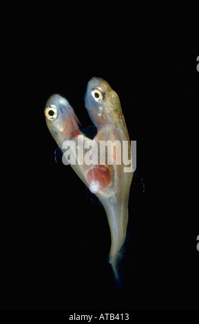 Salmone alevin gemelli siamesi Foto Stock