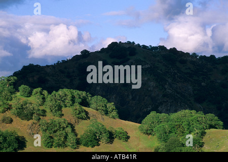 Alberi di quercia sulle colline tra Ukiah e Booneville Mendocino County in California Foto Stock