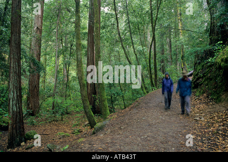 Gli escursionisti sul sentiero nella foresta di Redwood Montgomery boschi Riserva Statale Mendocino County in California Foto Stock