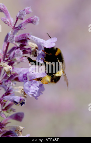 Bumblebee rovistando su nepitella Foto Stock