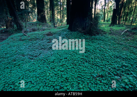 Il trifoglio sul suolo della foresta nel redwood grove Hendy boschi parco dello stato nei pressi di Philo Mendocino County in California Foto Stock