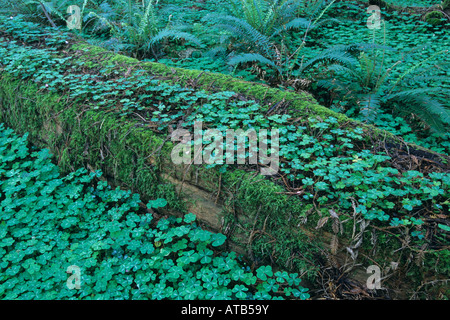 Il trifoglio sul suolo della foresta nel redwood grove Hendy boschi parco dello stato nei pressi di Philo Mendocino County in California Foto Stock